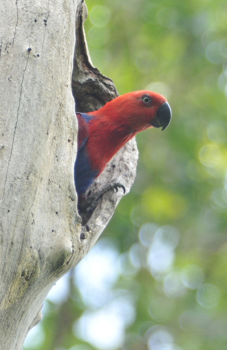 Papuan Eclectus - ML633345021