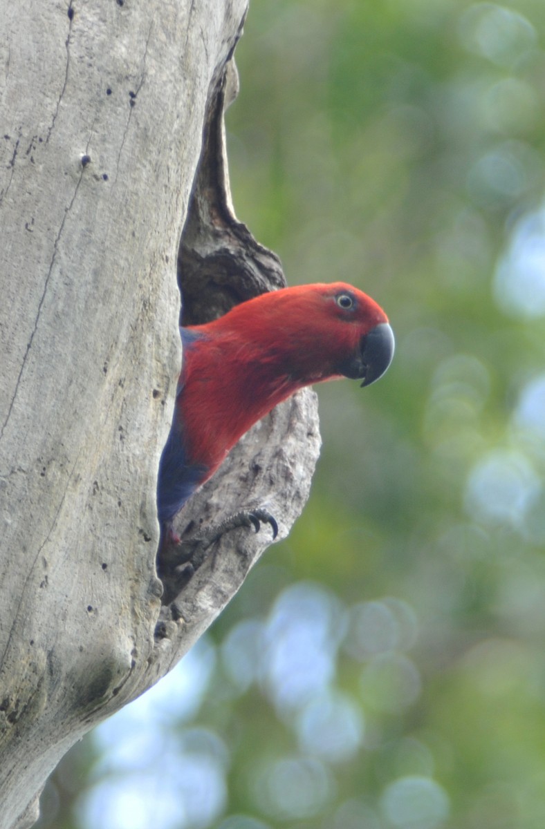 Papuan Eclectus - ML633345022