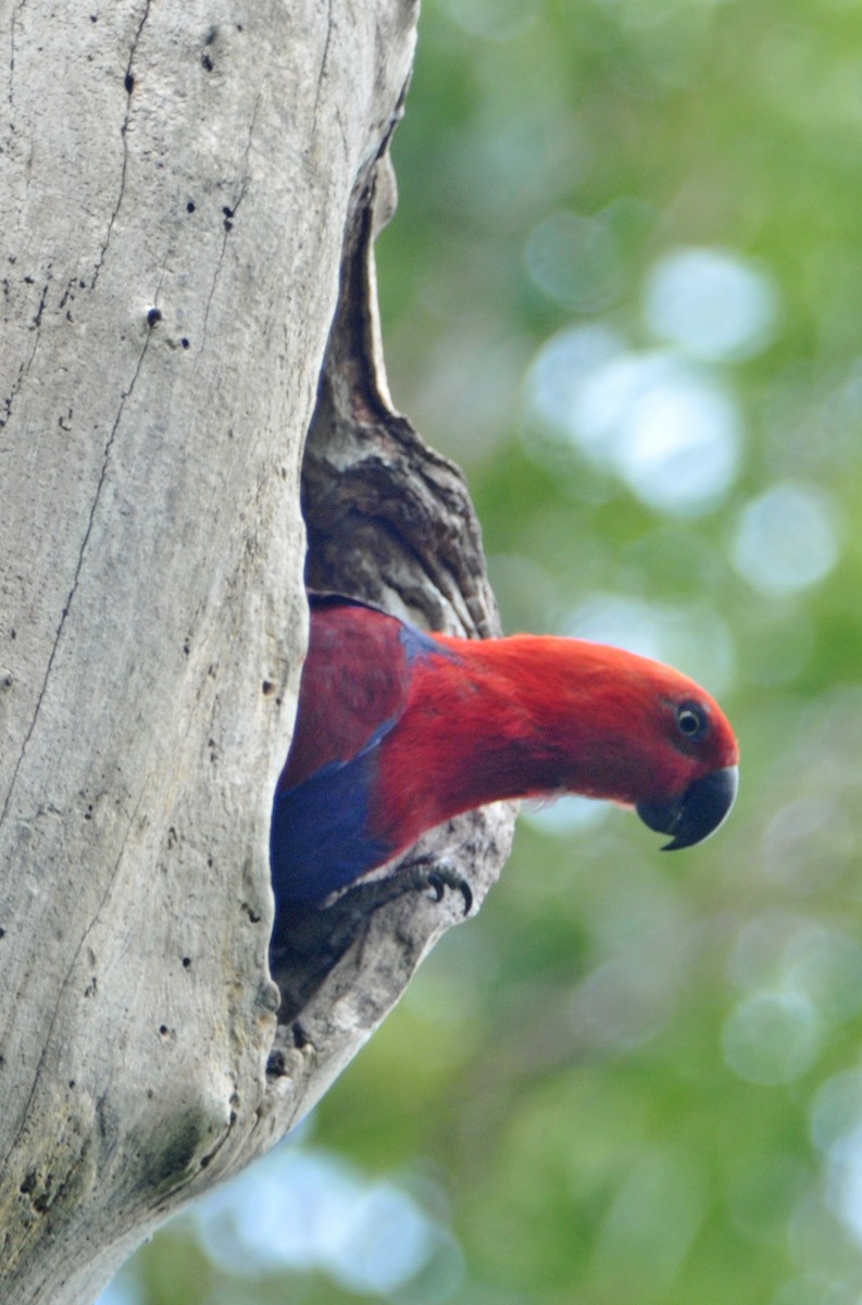 Papuan Eclectus - ML633345023