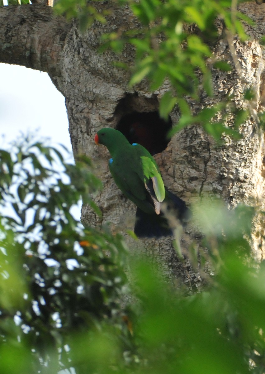Papuan Eclectus - ML633345024