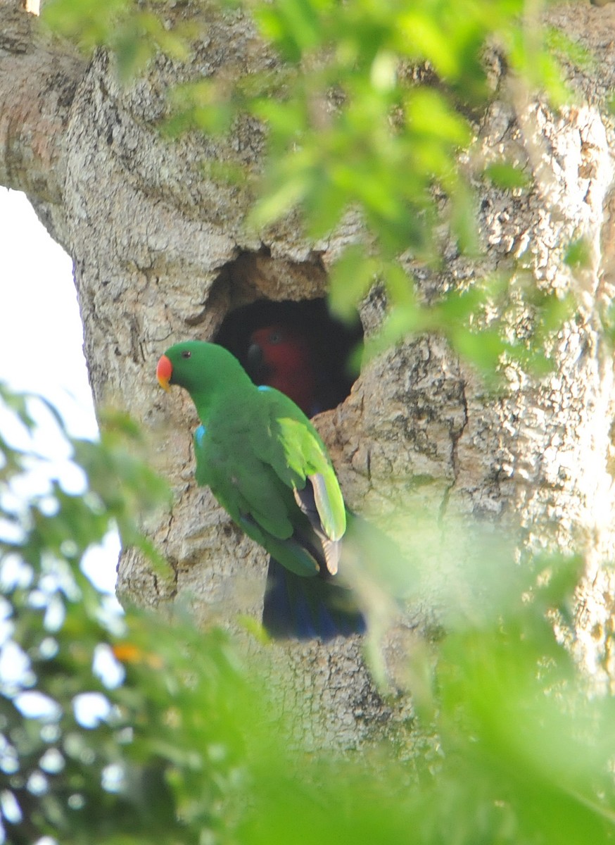 Papuan Eclectus - ML633345025