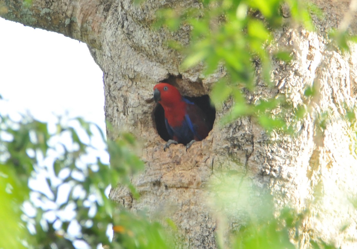 Papuan Eclectus - ML633345027