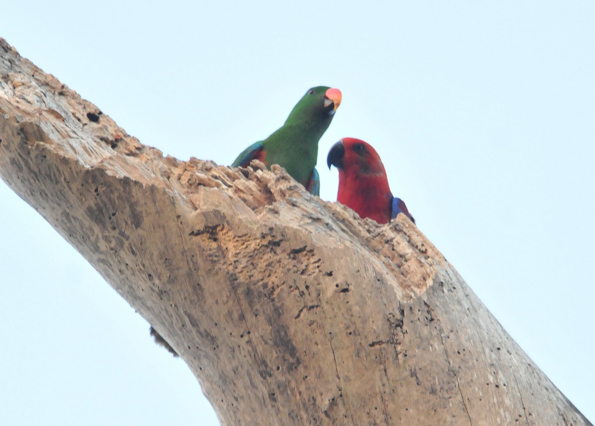 Papuan Eclectus - ML633345028