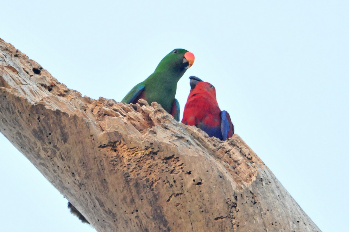 Papuan Eclectus - ML633345031