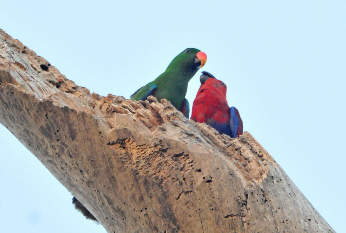 Papuan Eclectus - ML633345032