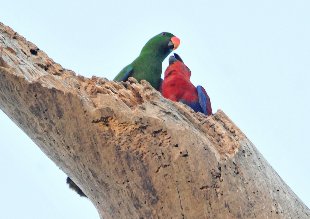 Papuan Eclectus - ML633345034