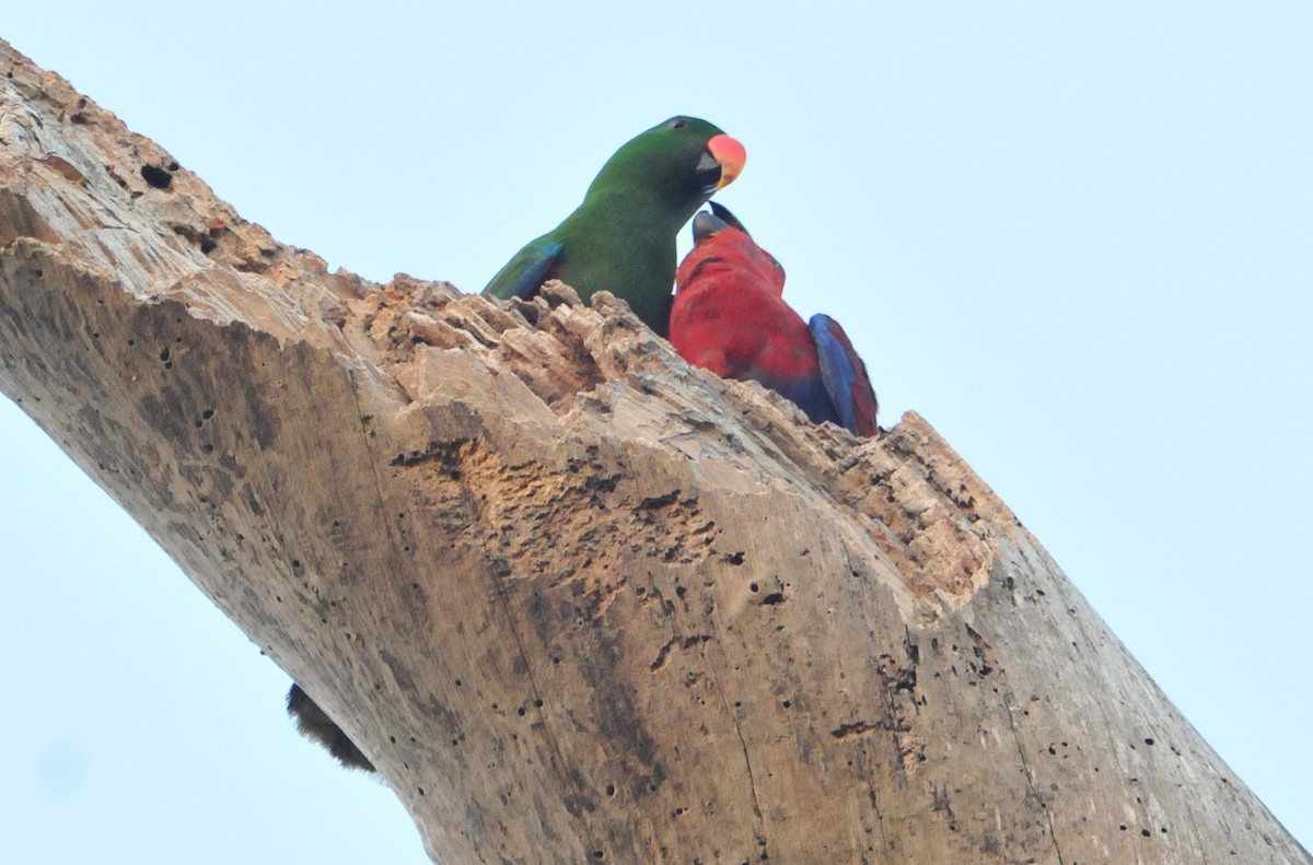 Papuan Eclectus - ML633345035