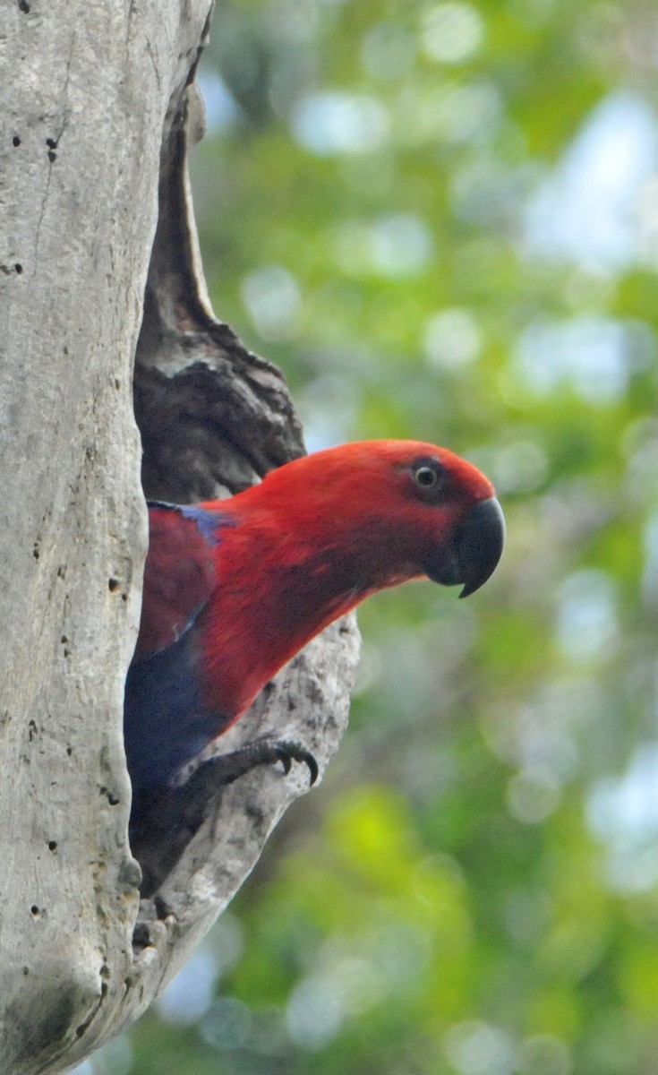 Papuan Eclectus - ML633345036