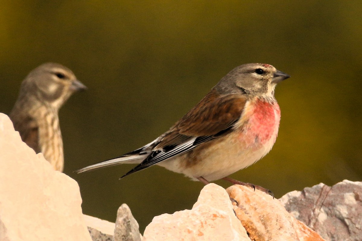 Eurasian Linnet - ML633345224