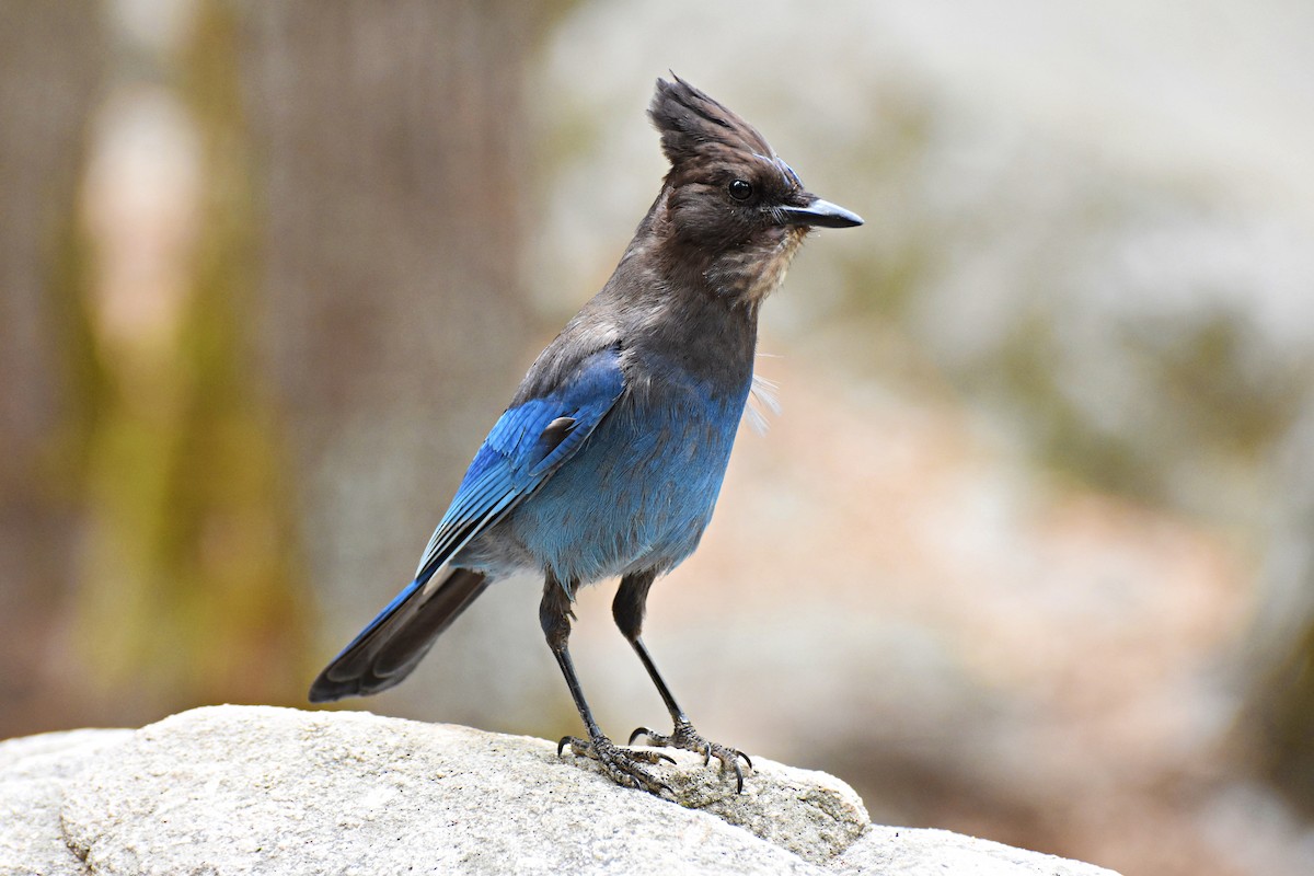 Diademhäher - ML633345230