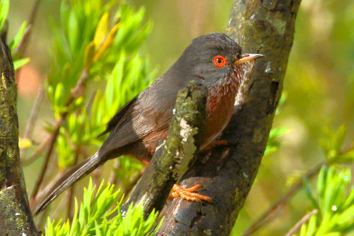 Dartford Warbler - ML633345235