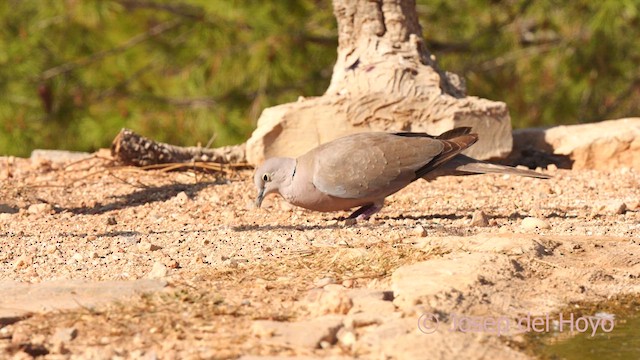 Usapal turkiarra - ML633345237