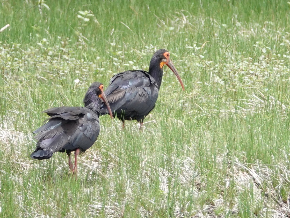 Sharp-tailed Ibis - ML633345241
