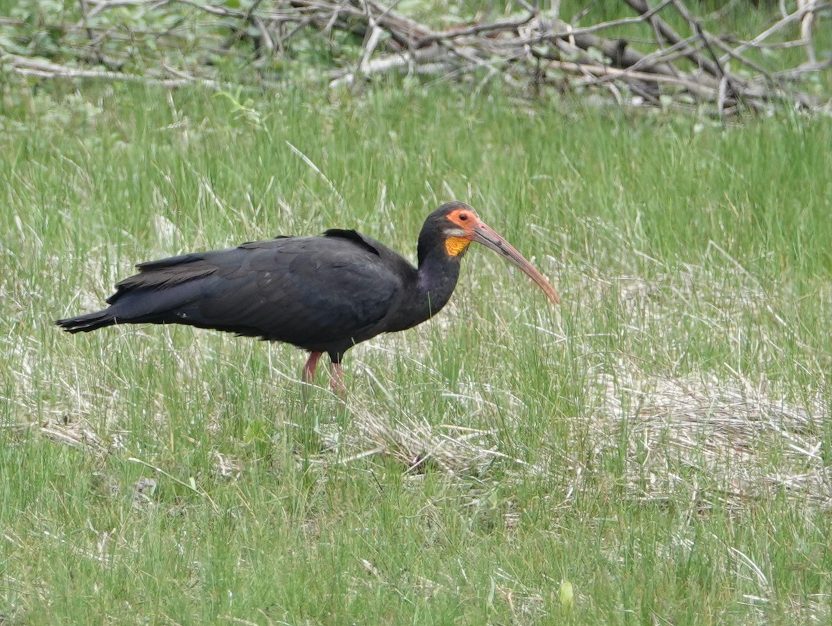 Sharp-tailed Ibis - ML633345242
