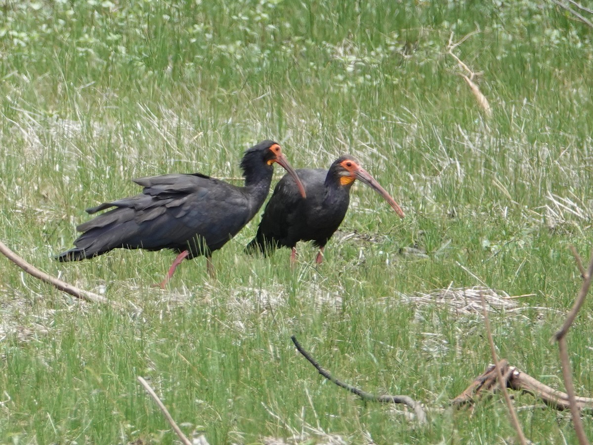 Sharp-tailed Ibis - ML633345243