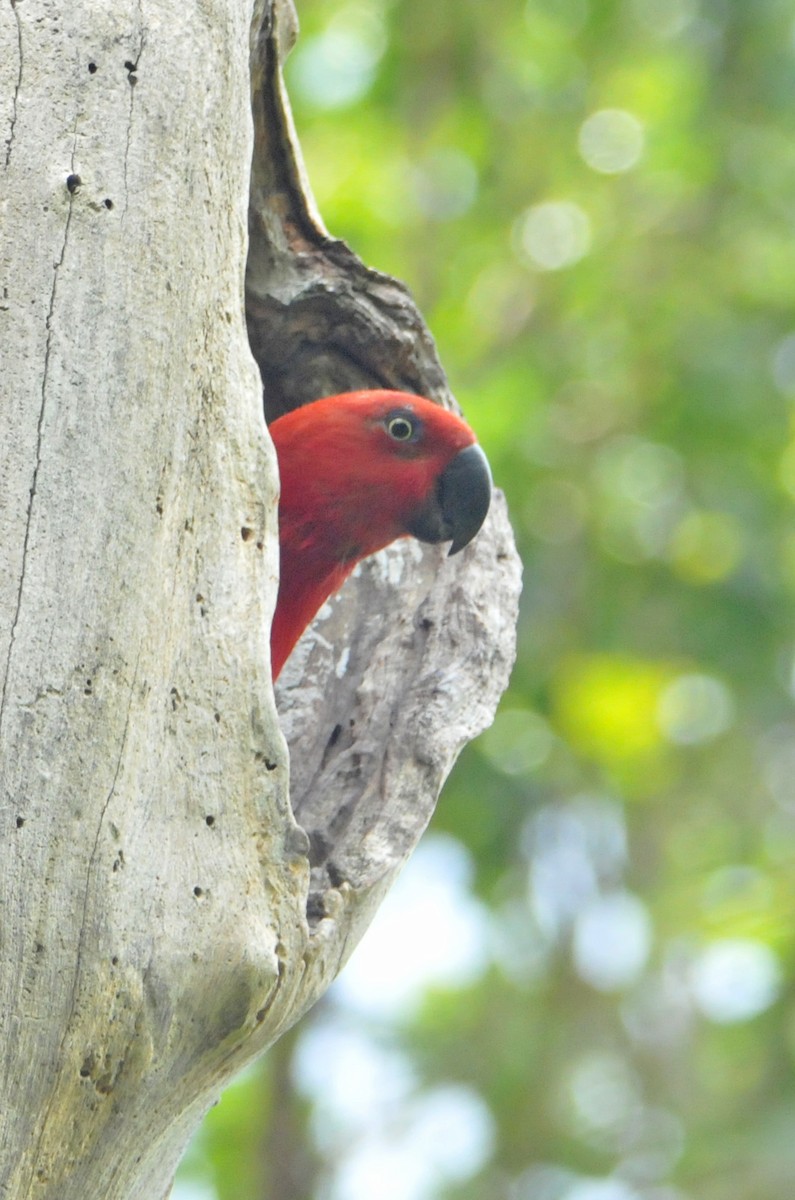 Papuan Eclectus - ML633345265
