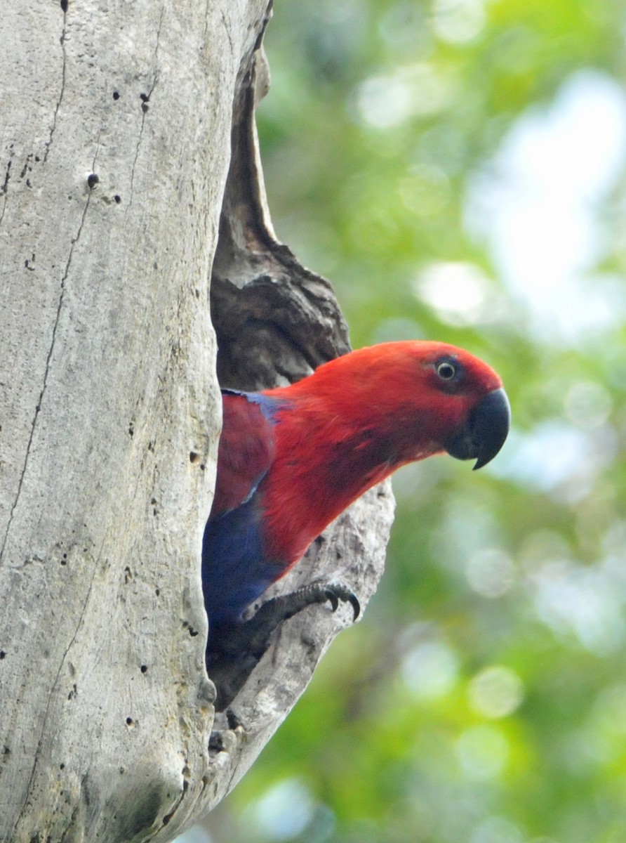 Papuan Eclectus - ML633345266
