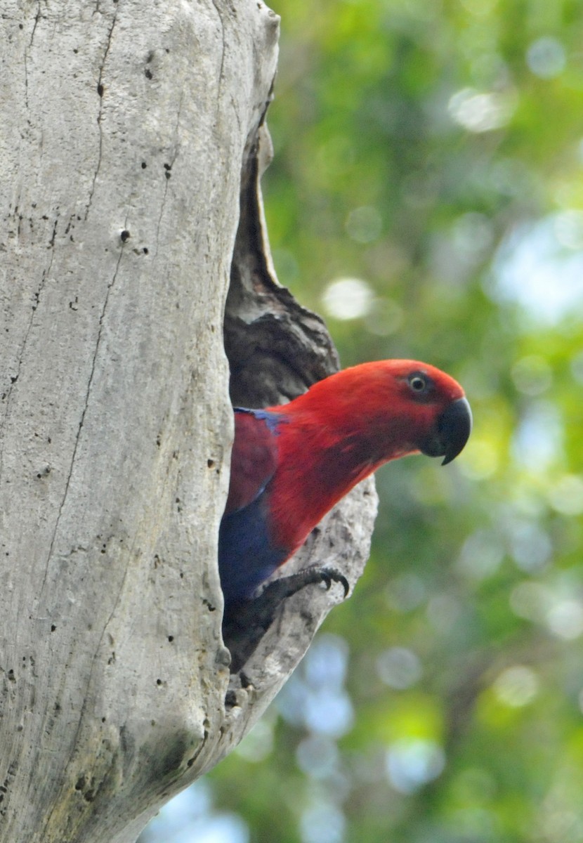 Papuan Eclectus - ML633345269