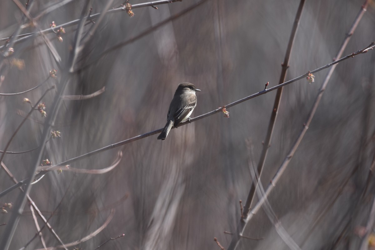 Eastern Phoebe - ML633345346