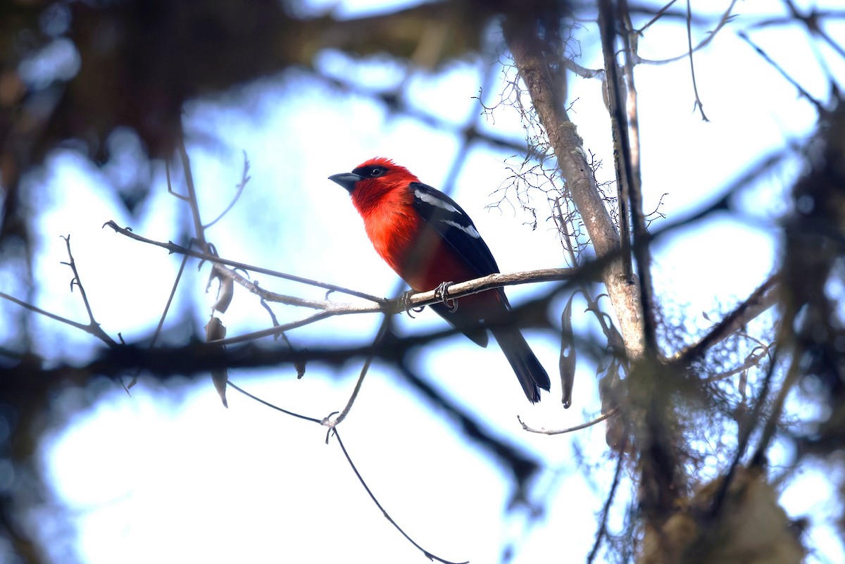 White-winged Tanager - ML633345379