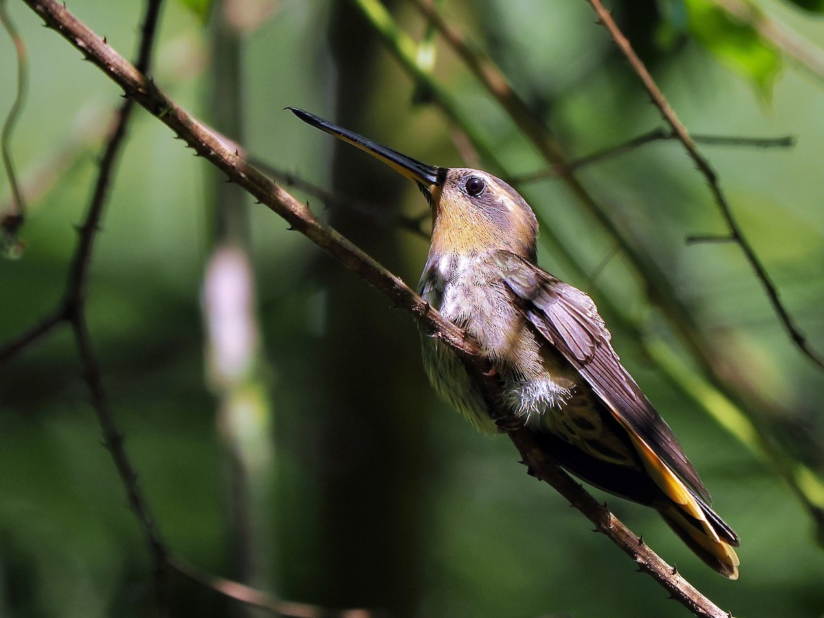 Saw-billed Hermit - Gabriel Willow