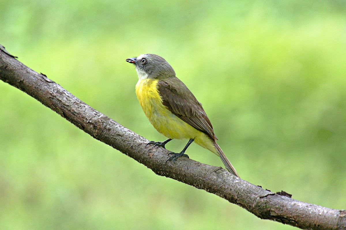 Graukappen-Maskentyrann - ML633345467