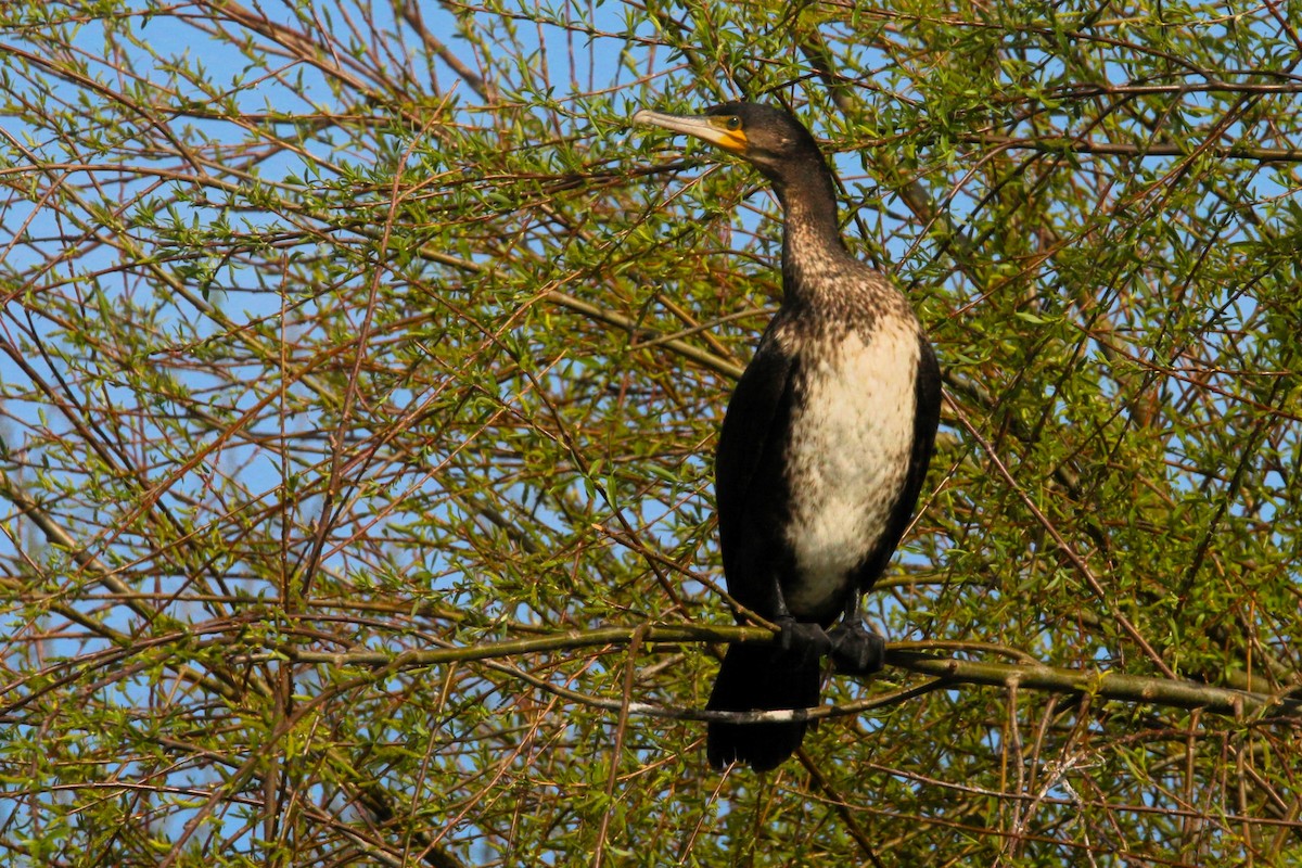 Great Cormorant - ML633345494