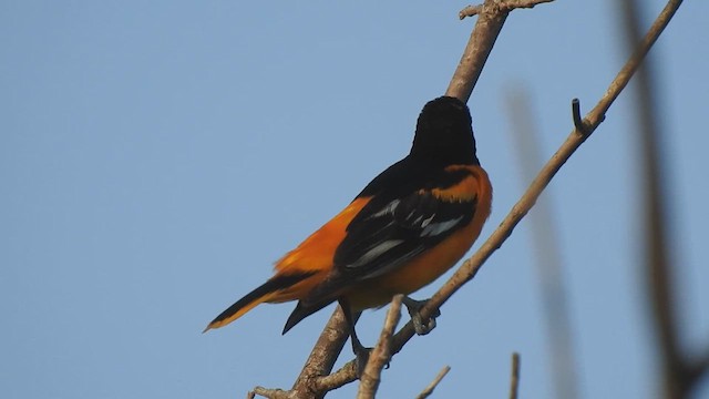 Orchard Oriole - ML633345503