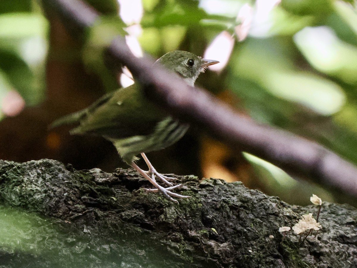 Southern Antpipit - Gabriel Willow