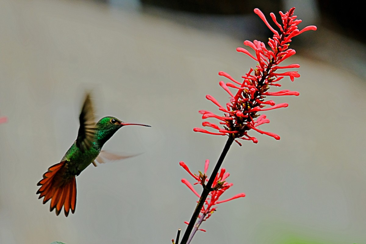 Braunschwanzamazilie - ML633345535