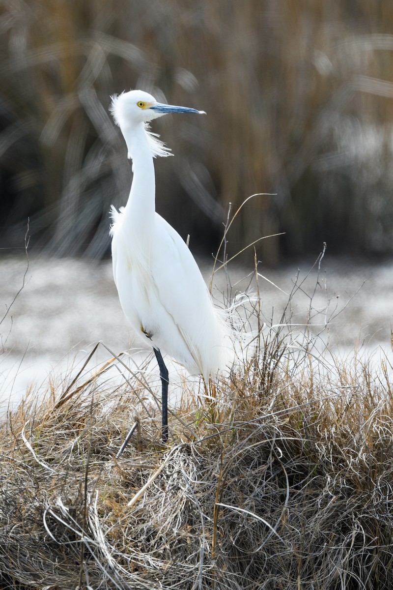 Snowy Egret - ML633345609