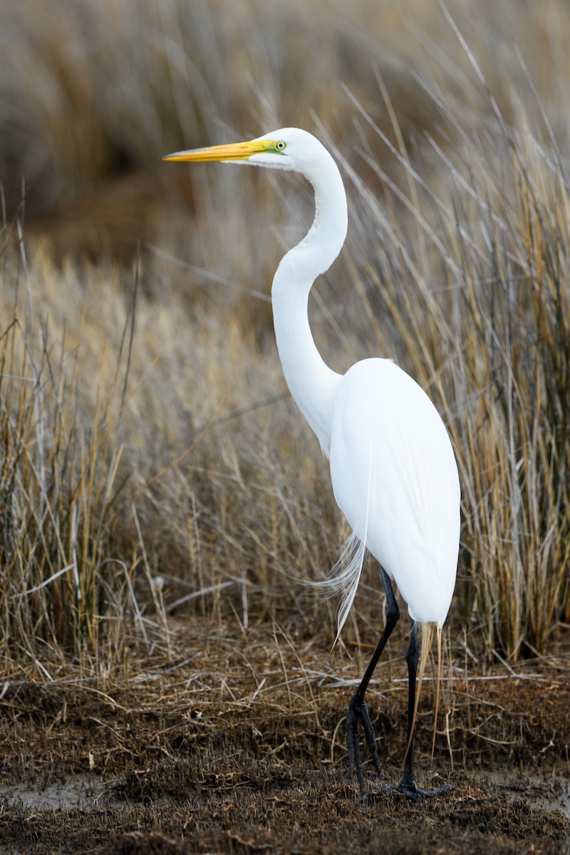 Great Egret - ML633345614