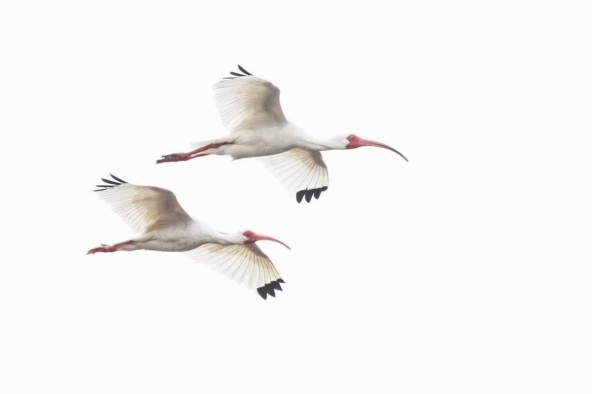 White Ibis - ML633345616