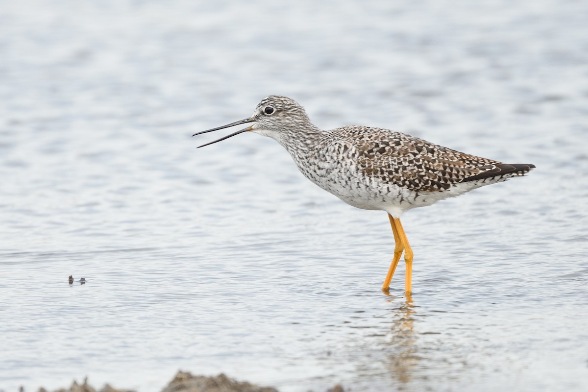 Greater Yellowlegs - ML633345646