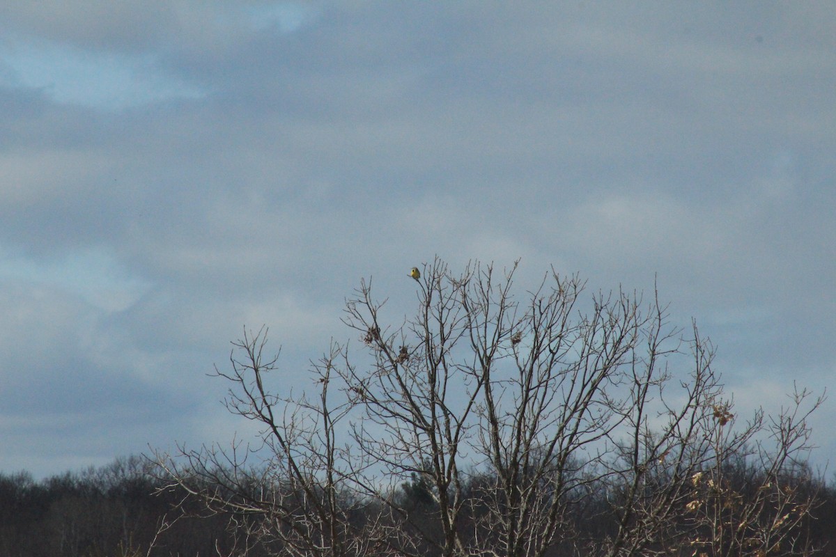 Eastern Meadowlark - ML633345698
