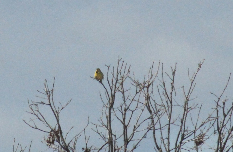 Eastern Meadowlark - ML633345765