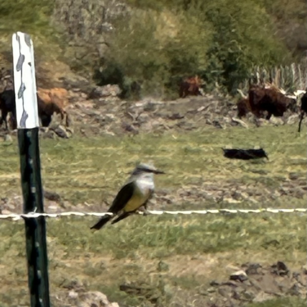 Western Kingbird - ML633345780