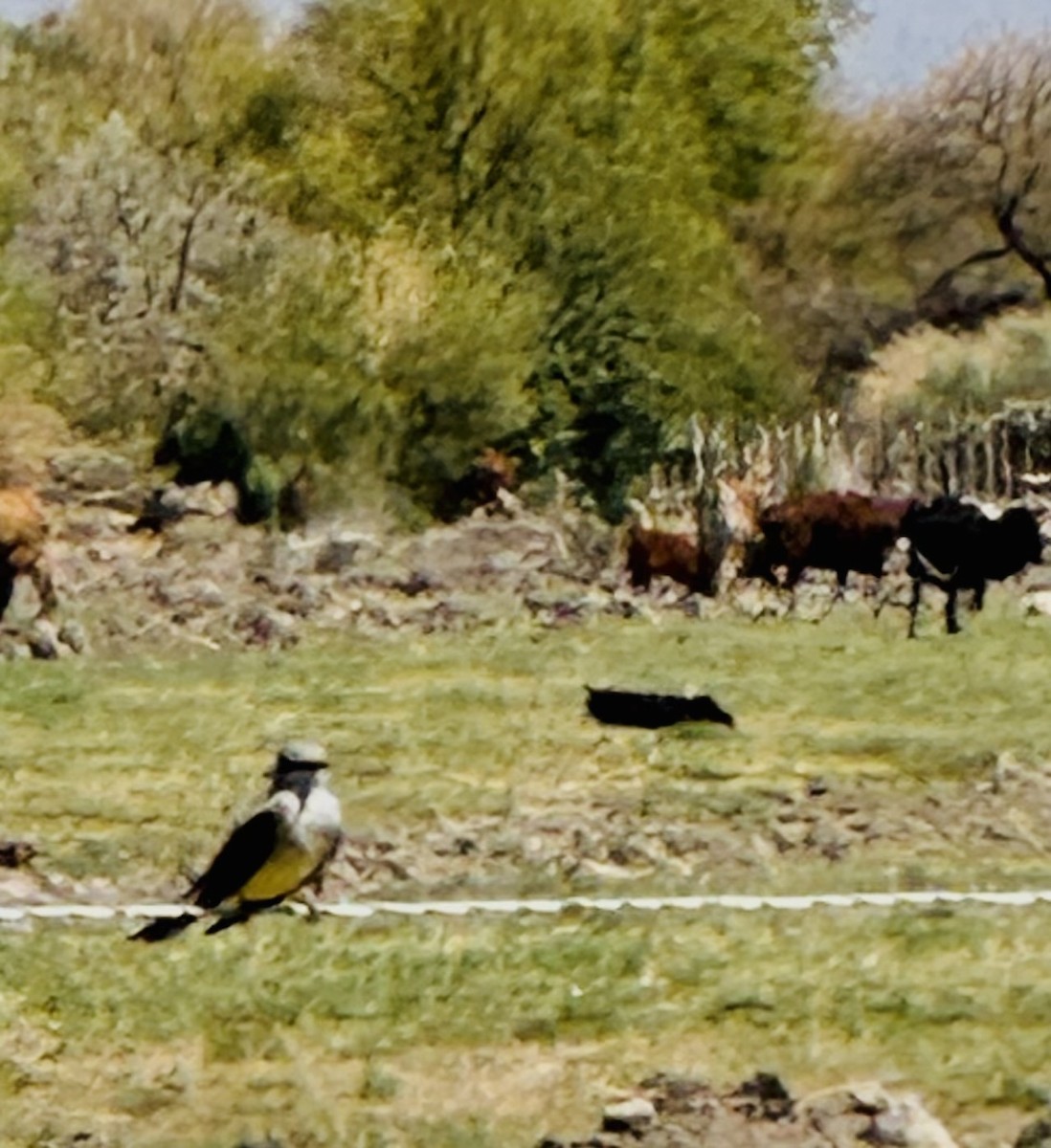 Western Kingbird - ML633345781