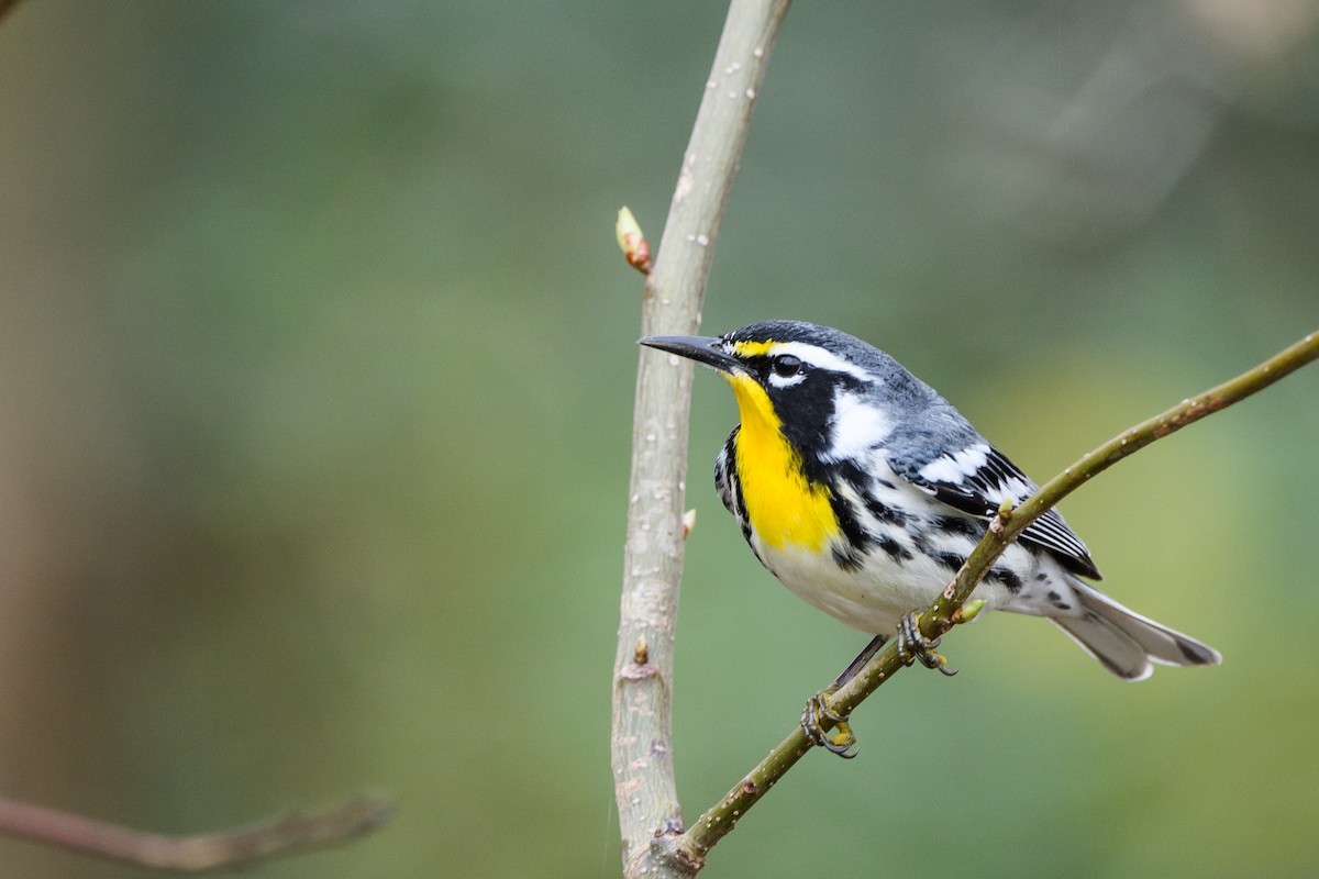 Yellow-throated Warbler - ML633345844