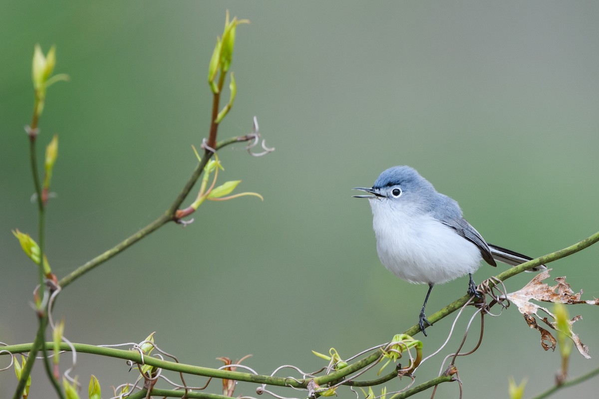 Blue-gray Gnatcatcher - ML633345878