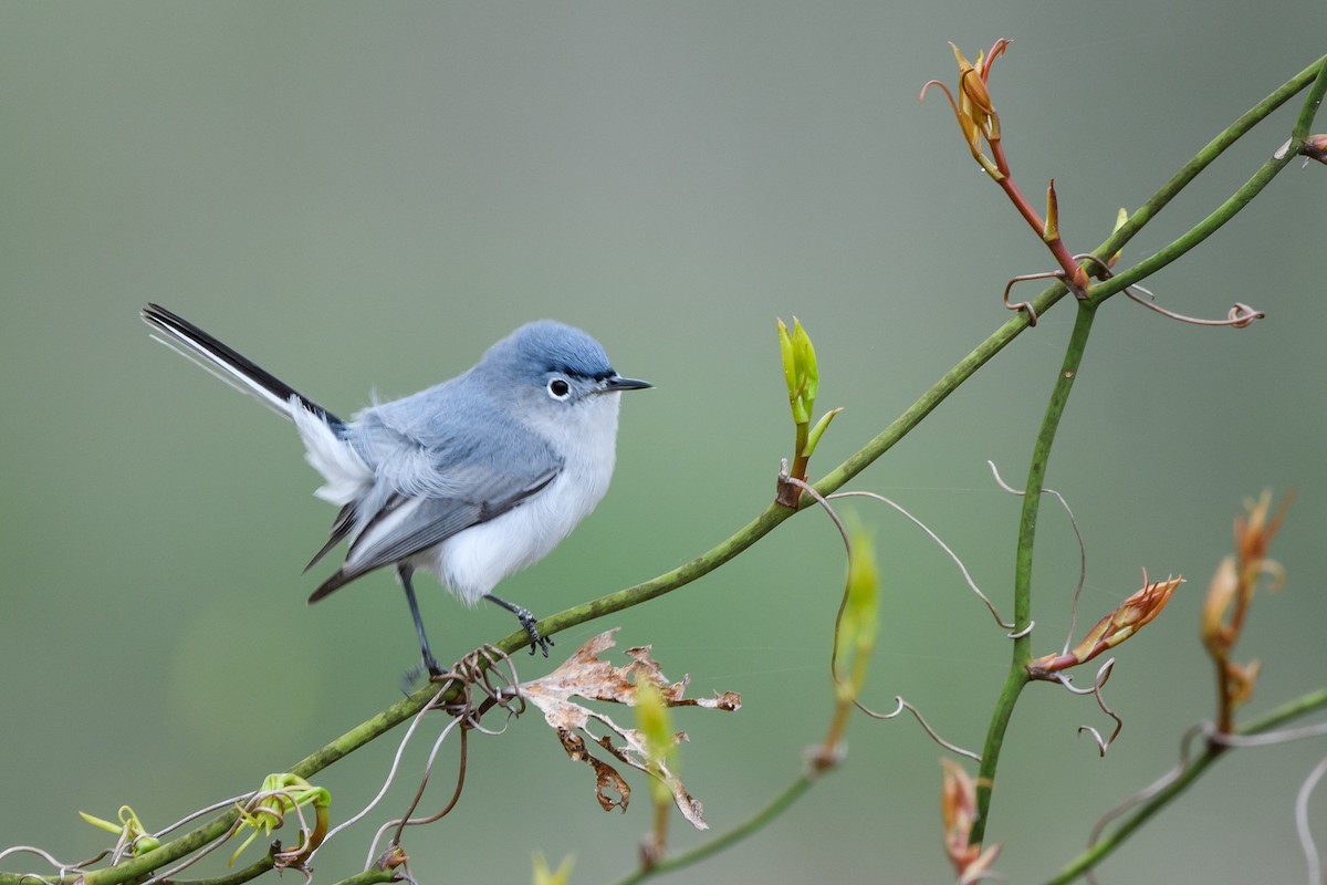 Blue-gray Gnatcatcher - ML633345879