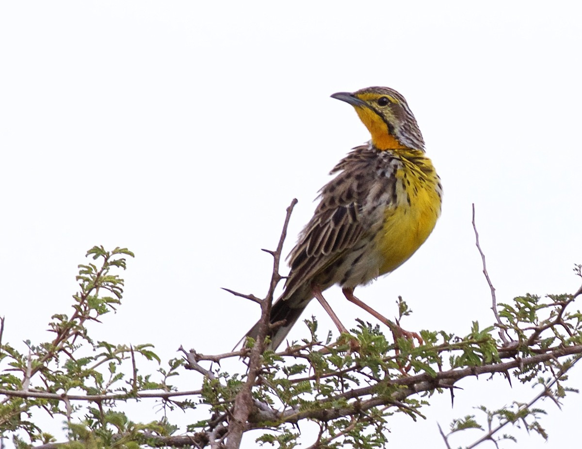 Pangani Longclaw - ML633345907