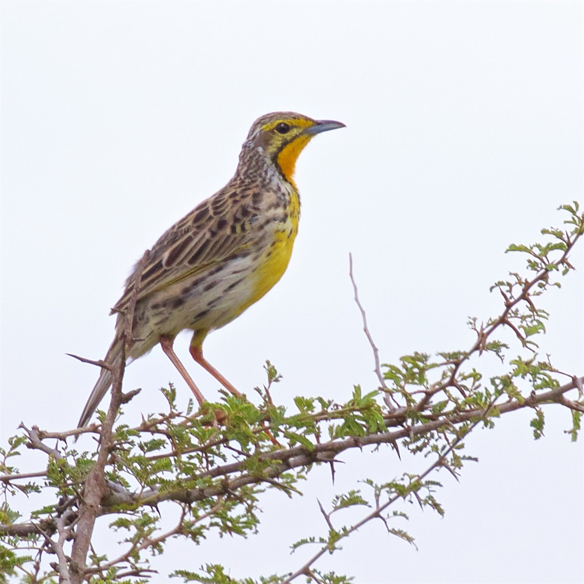 Pangani Longclaw - ML633345909