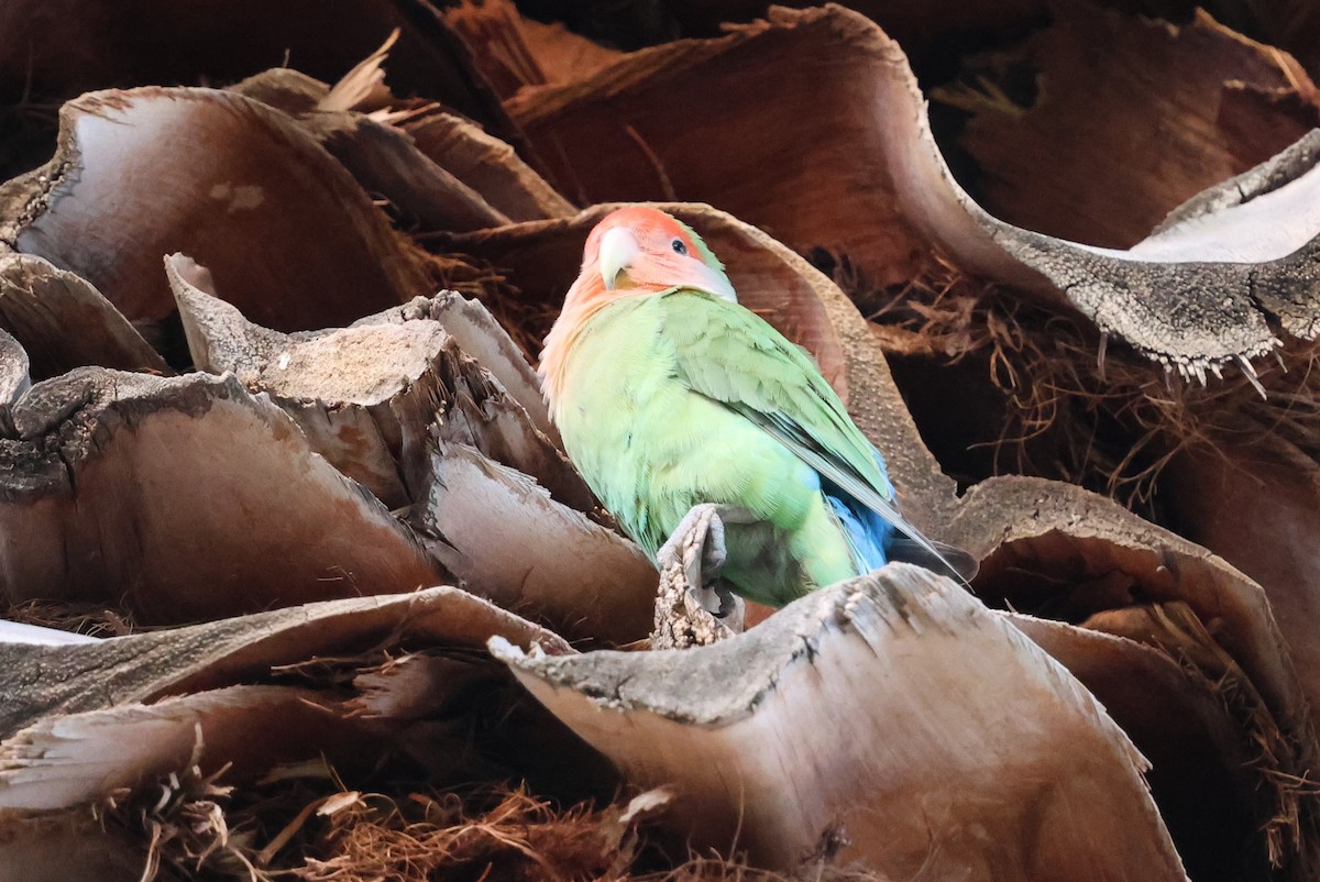 Rosy-faced Lovebird - ML633345916