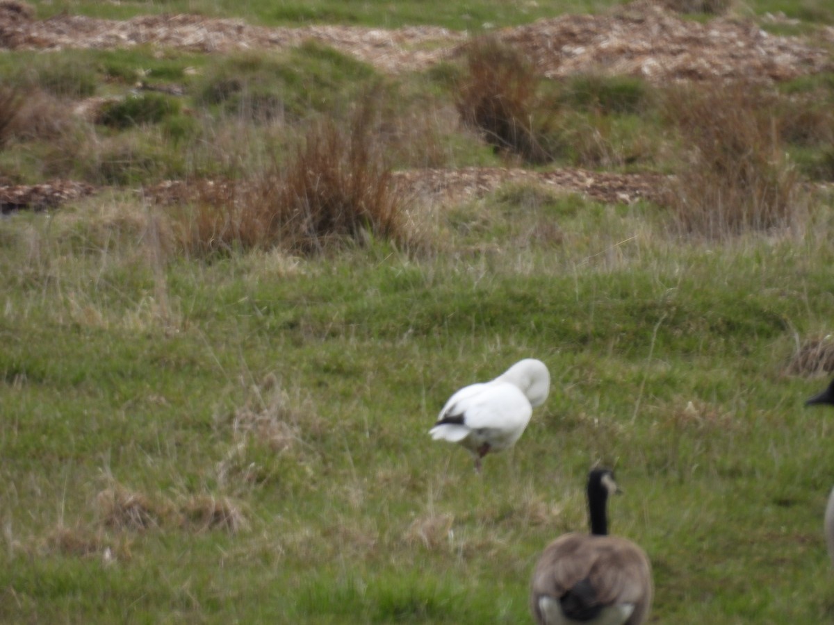 Snow x Ross's Goose (hybrid) - ML633345931
