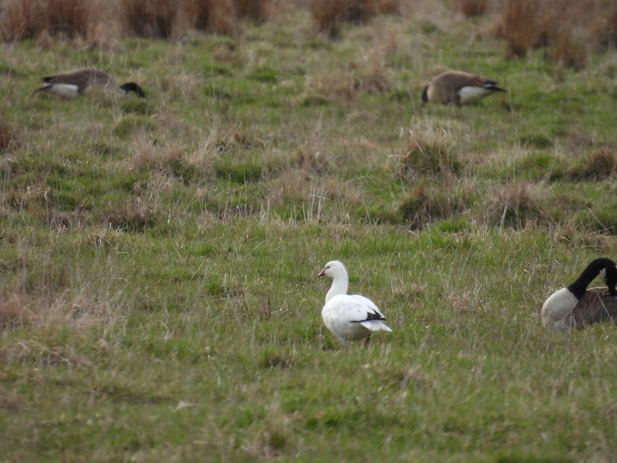 Snow x Ross's Goose (hybrid) - ML633345932