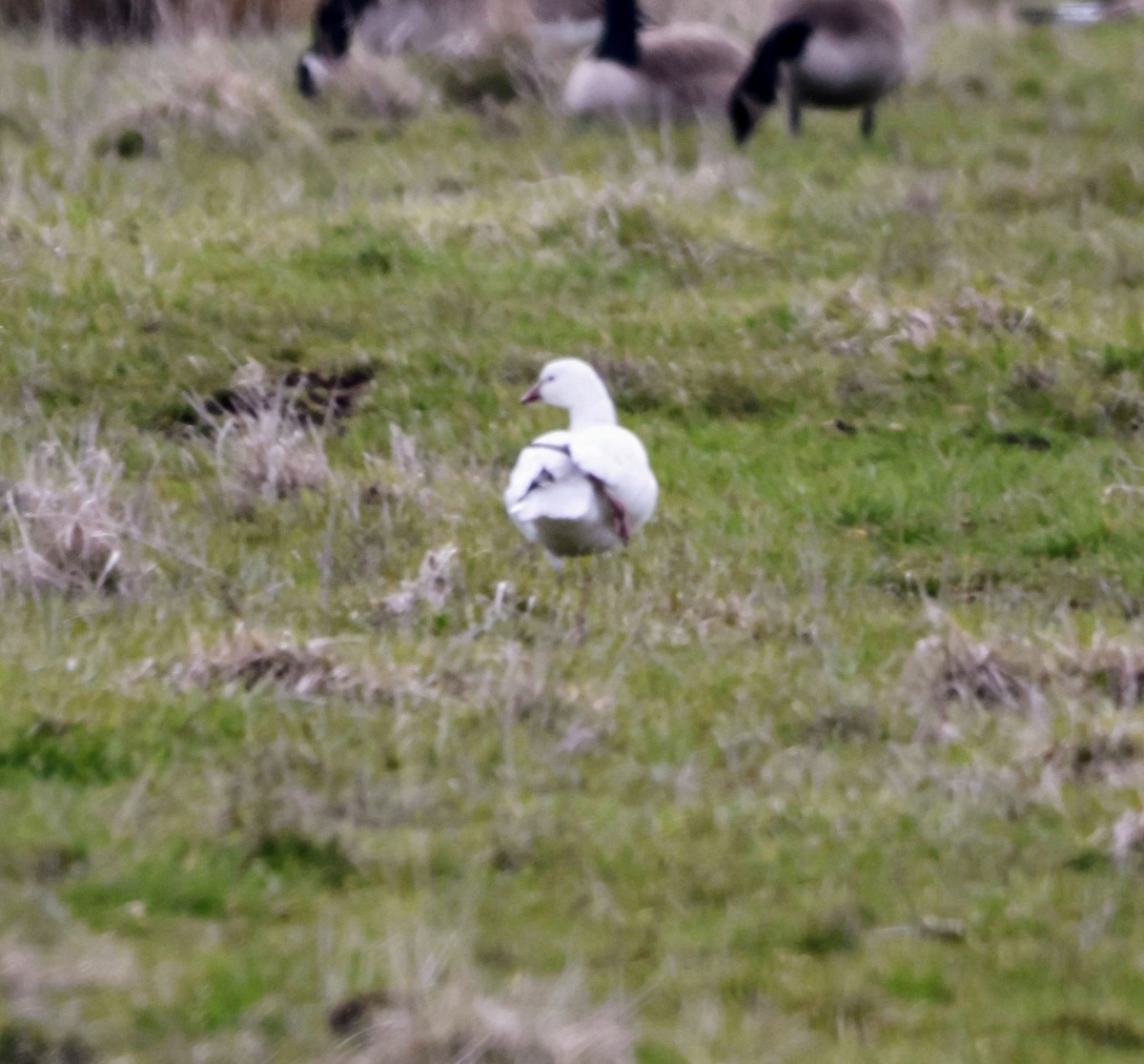 Snow x Ross's Goose (hybrid) - ML633345945