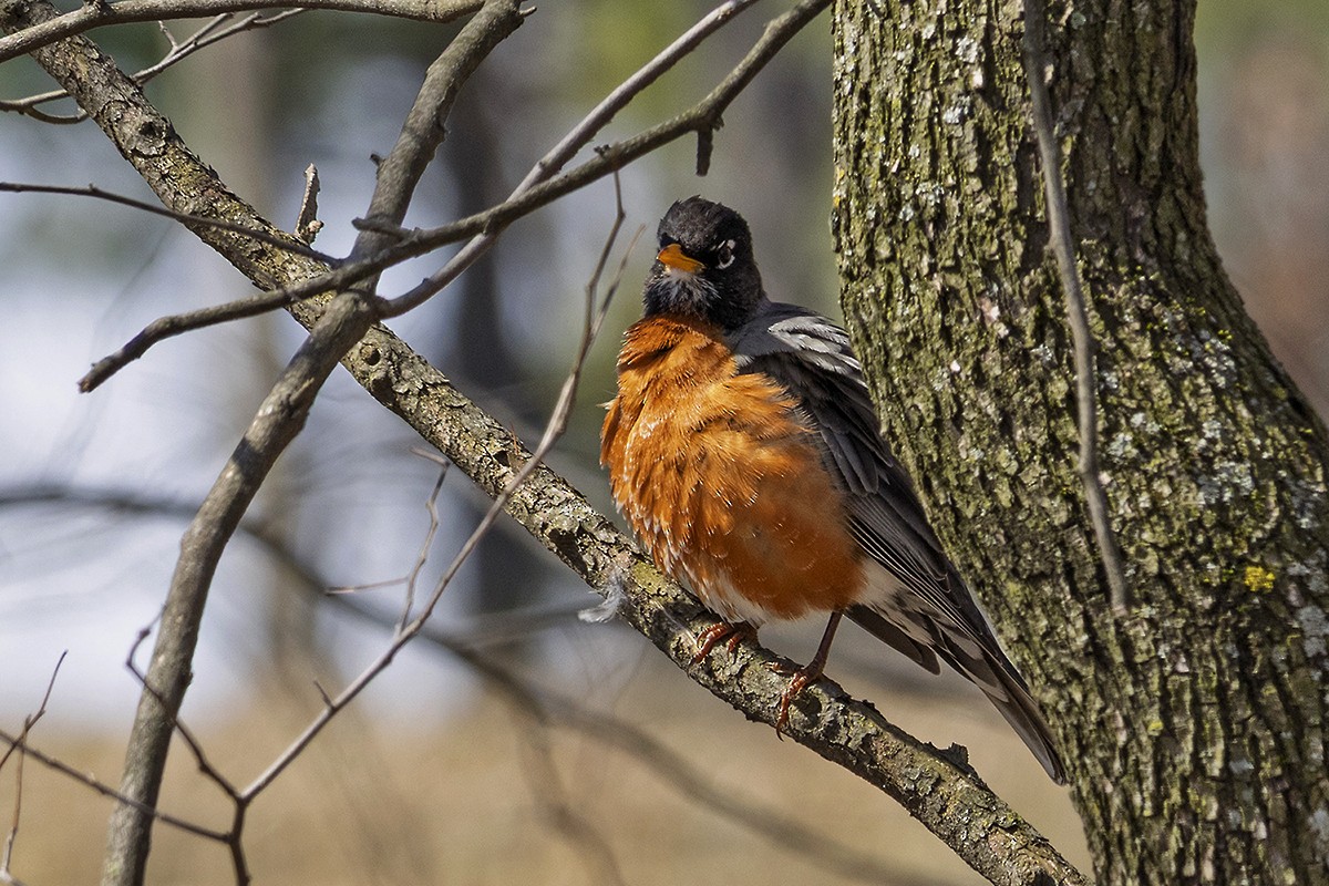 Wanderdrossel - ML633345976