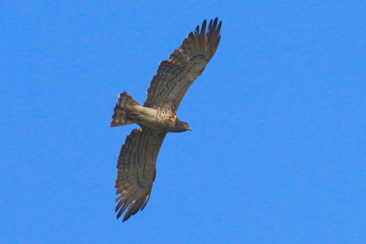 Short-toed Snake-Eagle - ML633345982