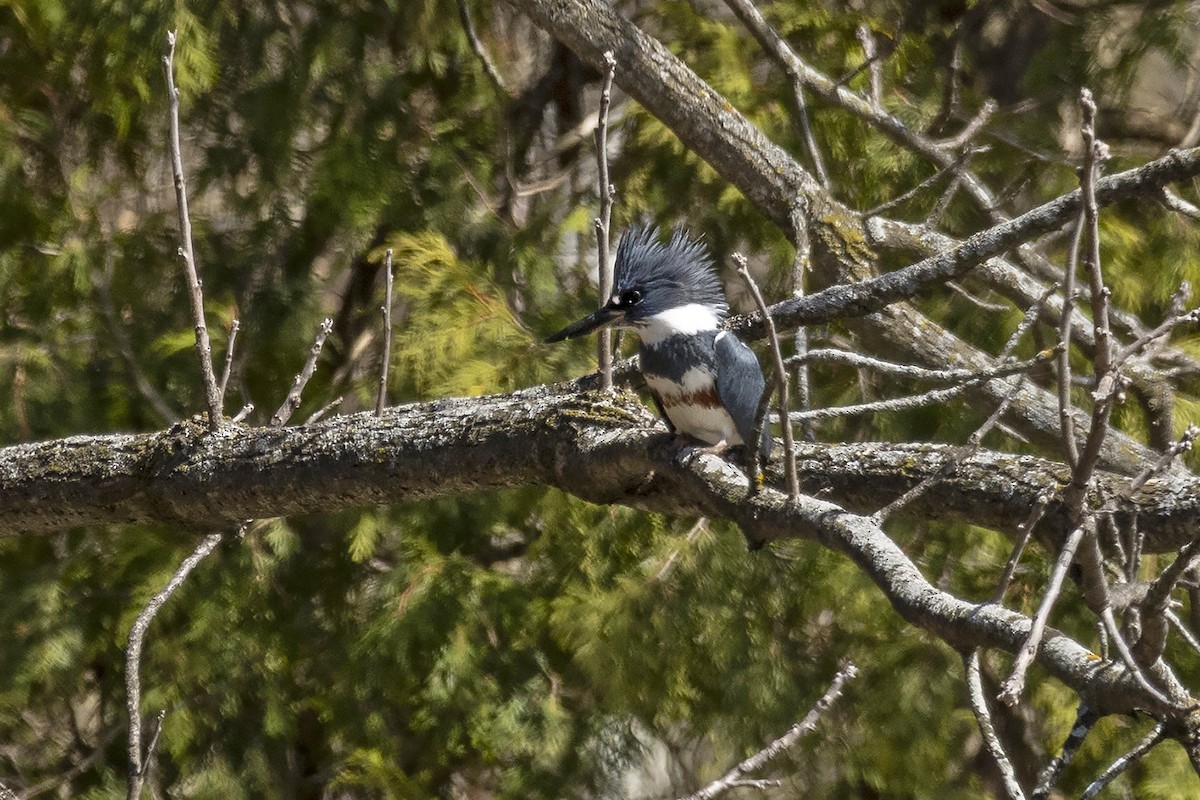 Gürtelfischer - ML633345983